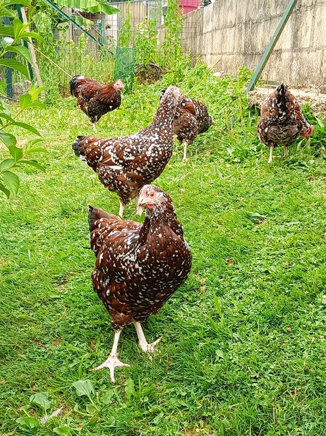 OEUFS A COUVER SUSSEX TRICOLORES PURES RACES