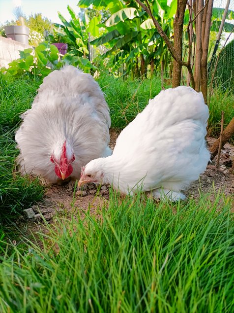 mix d'oeufs à couver PEKIN pures races (MIX de plusieurs parcs séparés)