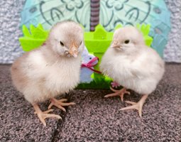 OEUFS A COUVER SUSSEX TRICOLORES PURES RACES