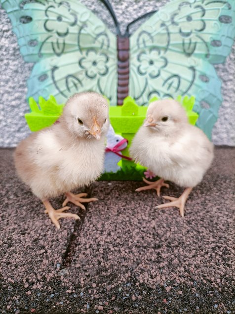 OEUFS A COUVER SUSSEX TRICOLORES PURES RACES