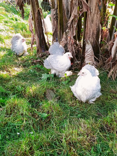 mix d'oeufs à couver PEKIN pures races (MIX de plusieurs parcs séparés)