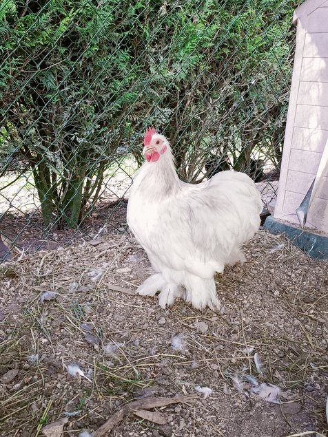 mix d'oeufs à couver PEKIN pures races (MIX de plusieurs parcs séparés)