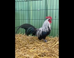 🥚 ADD3C Ardennaise Naine ADD3C 🥚