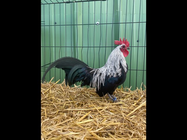 🥚 ADD3C Ardennaise Naine ADD3C 🥚