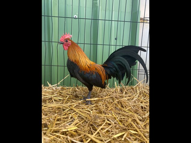 🥚 ADD3C Ardennaise Naine ADD3C 🥚