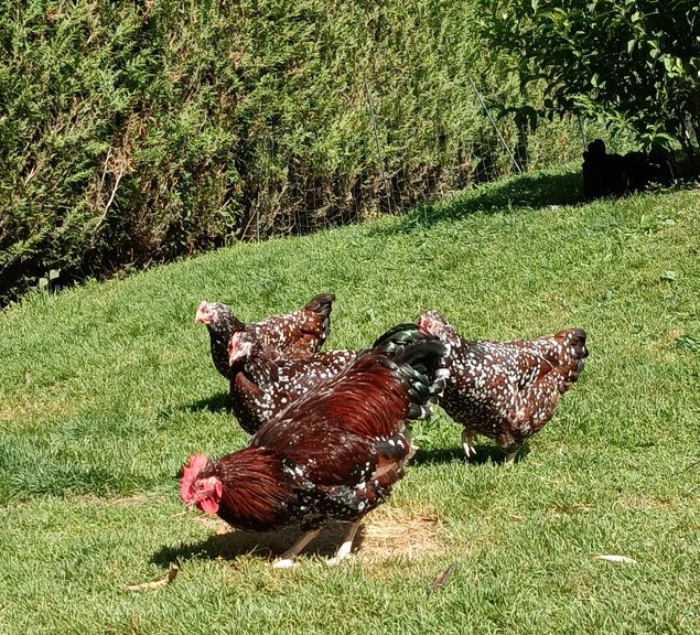 OEUFS A COUVER SUSSEX TRICOLORES PURES RACES