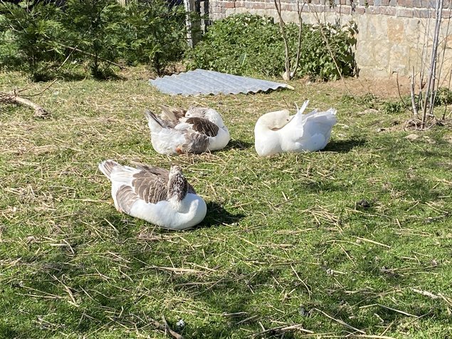 Oies Normandes de Bavent