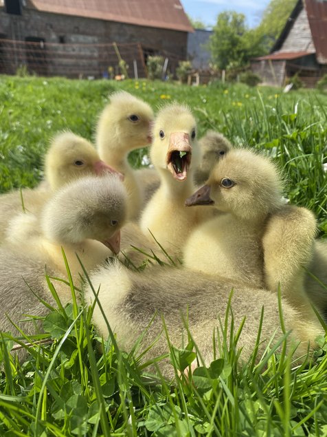 Oies Normandes de Bavent