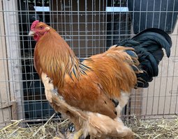 Brahma fauves herminée noir et bleu