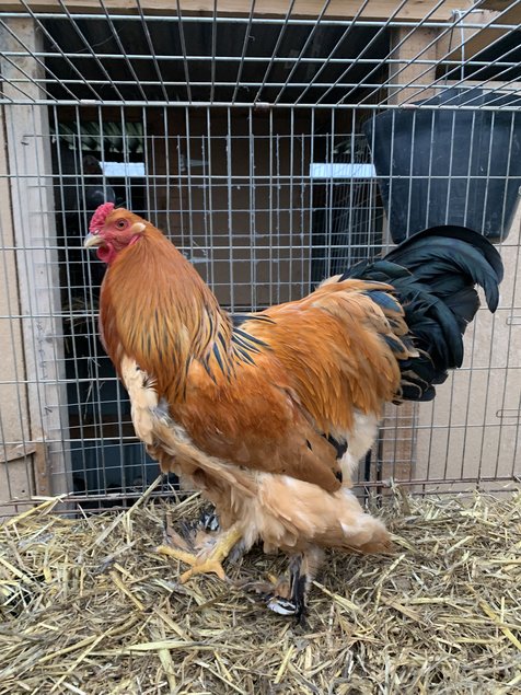 Brahma fauves herminée noir et bleu