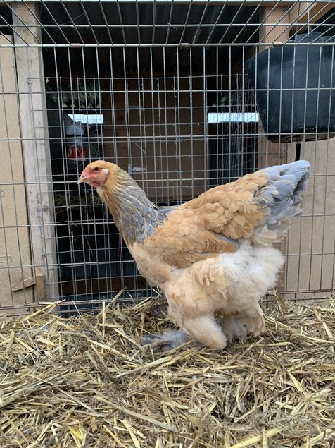 Brahma fauves herminée noir et bleu