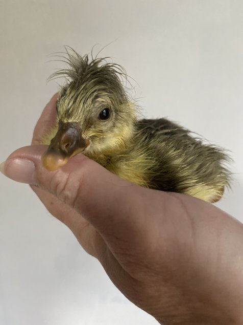 Oies Normandes de Bavent