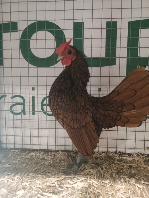 Sebright doré à liseré noir