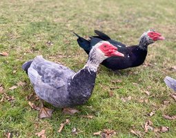 Canard de Barbarie (Canard Dinde)