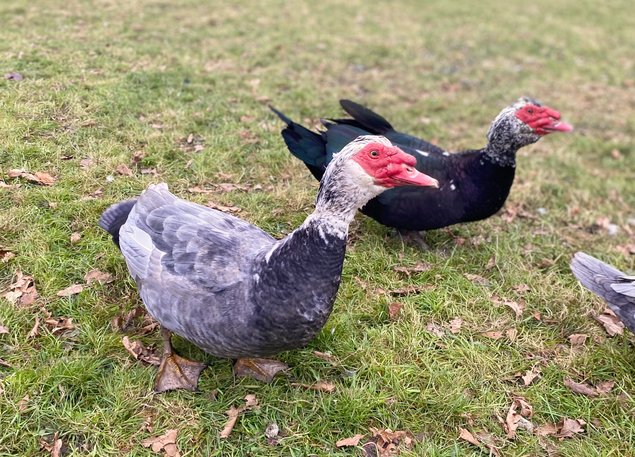 Canard de Barbarie (Canard Dinde)