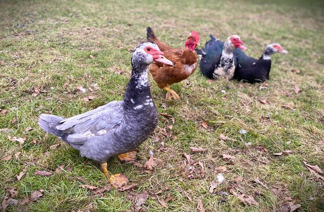 Canard de Barbarie (Canard Dinde)