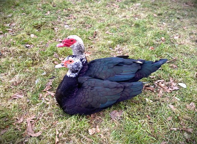 Canard de Barbarie (Canard Dinde)