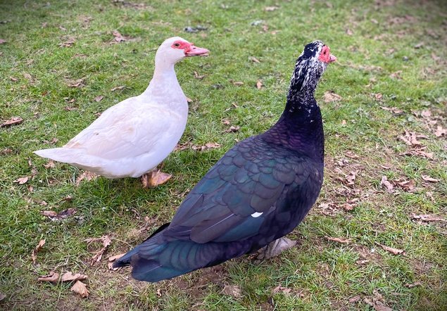 Canard de Barbarie (Canard Dinde)