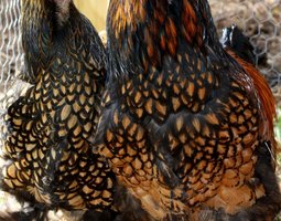 Brahma doré liseré noir 🇺🇸