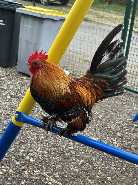 oeufs fécondés à couver poule naines sabelpoot melange couleurs lescocottesdemel
