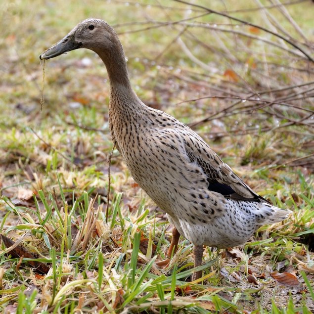 Oeufs fécondés de Canards Coureurs Indiens 🪶