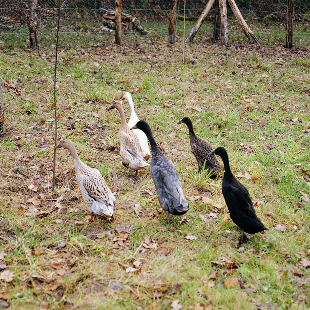 Oeufs fécondés de Canards Coureurs Indiens 🪶