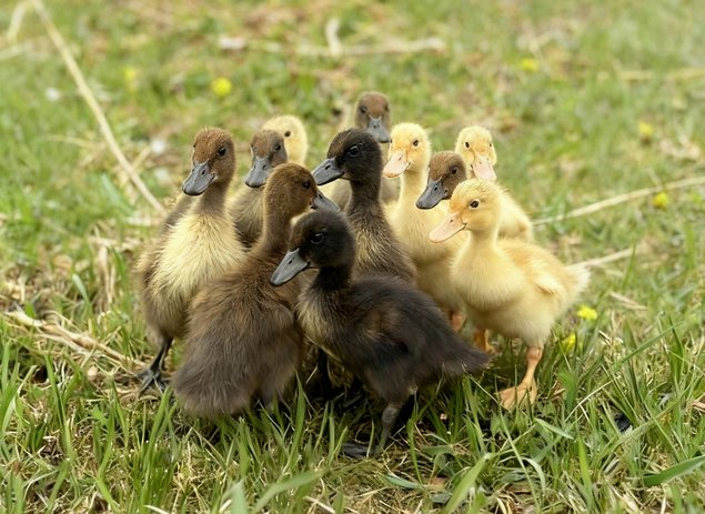 Oeufs fécondés de Canards Coureurs Indiens 🪶