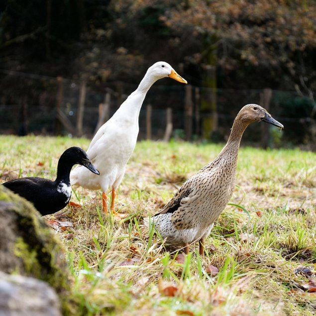 Oeufs fécondés de Canards Coureurs Indiens 🪶