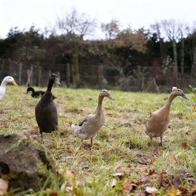 Oeufs fécondés de Canards Coureurs Indiens 🪶