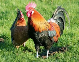 OEUFS FECONDE GAULOISE DOREE