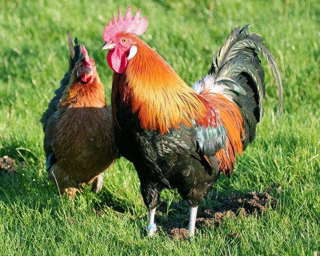 OEUFS FECONDE GAULOISE DOREE