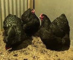 Orpington noir grande race