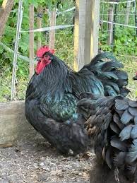 Orpington noir grande race