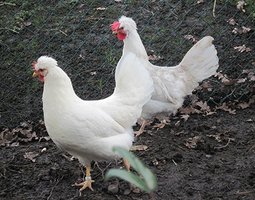 White Legbar 🇬🇧