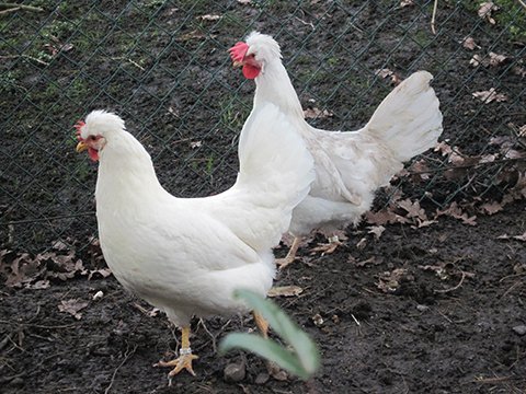 White Legbar 🇬🇧