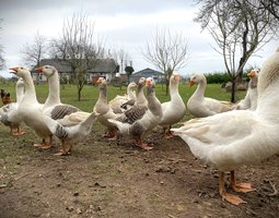 Oies Normandes de Bavent