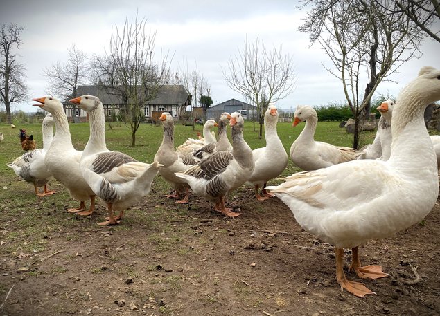 Oies Normandes de Bavent