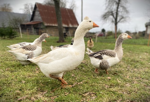 Oies Normandes de Bavent