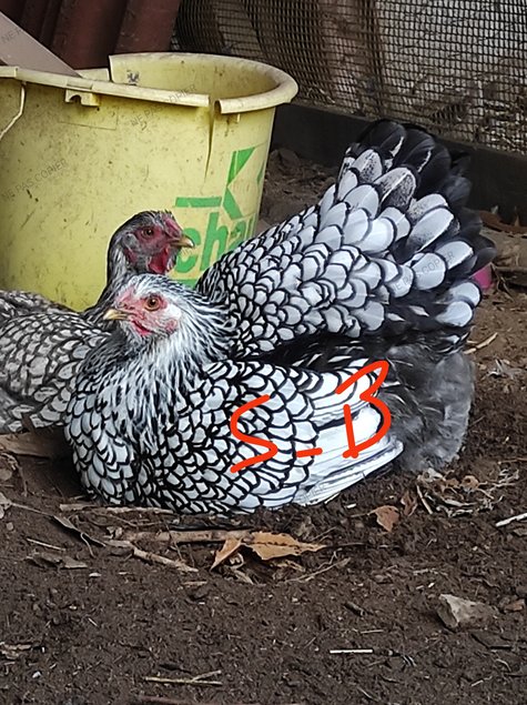 Wyandotte Argenté Bleu / Noir / Splash ( Grand race )