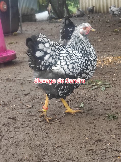 Wyandotte Argenté Bleu / Noir / Splash ( Grand race )