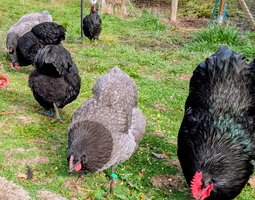 Oeufs géante de jersey pure souche 🇩🇪