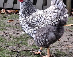 Wyandotte Argenté Bleu / Noir / Splash ( Grand race )