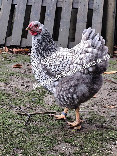 Wyandotte Argenté Bleu / Noir / Splash ( Grand race )