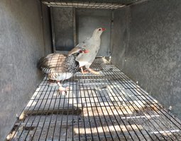 Perdrix rouge souche blanche