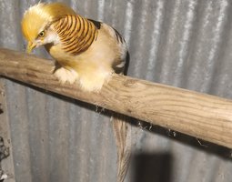 Faisans doré isabelle