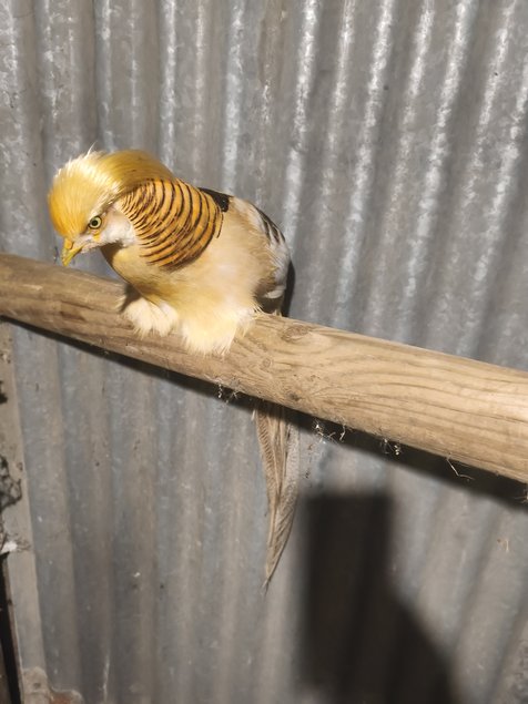 Faisans doré isabelle