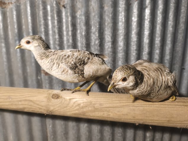 Faisans doré isabelle