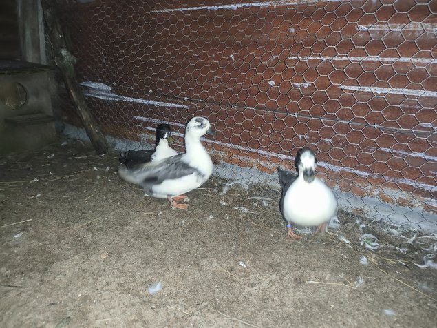 Canard mignon bleu et blanc