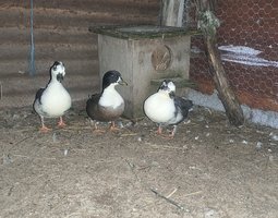 Canard mignon bleu et blanc