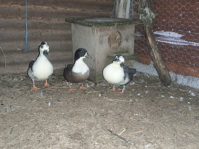 Canard mignon bleu et blanc